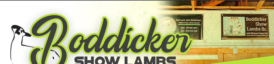 Boddicker Show Lambs