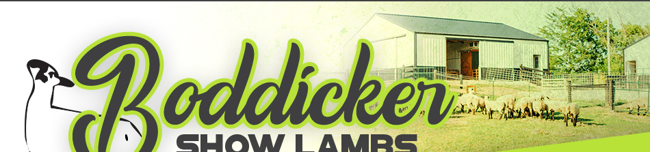 Boddicker Show Lambs