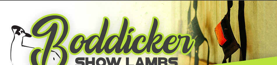 Boddicker Show Lambs