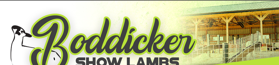 Boddicker Show Lambs