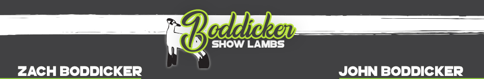 Boddicker Show Lambs